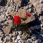 U Novych Pratel Guest house Lichkov